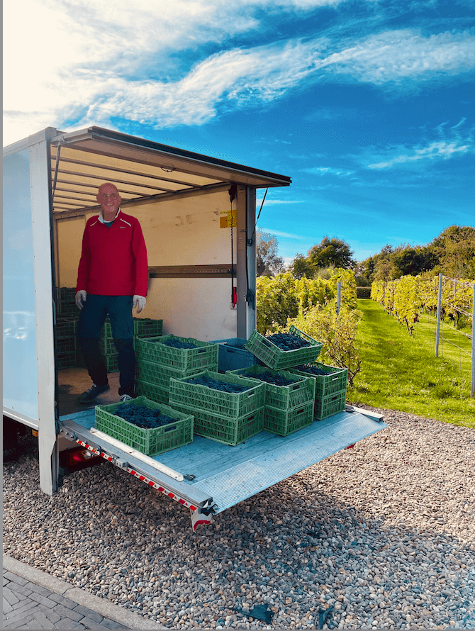 Geoogste druiven in kratten klaar voor transport vanuit de wijngaard van Duyngaard Wijnen