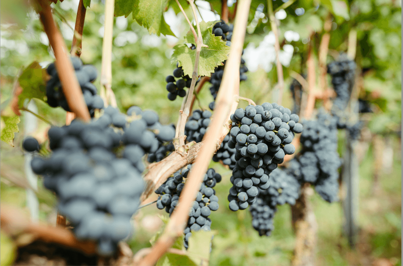 Rijpe blauwe druiven aan de rank in de wijngaard van Duyngaard Wijnen