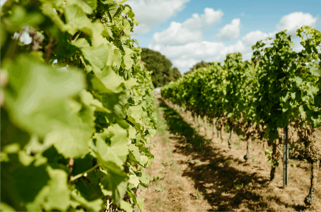 Wijnmoment in de wijngaard van Duyngaard Wijnen tussen de druivenranken